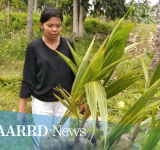 Project to replace Davao’s damaged, typhoon-hit coconut palms with high yielding hybrids